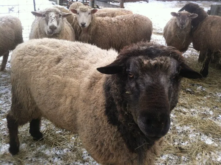 Crossbreed Mill Spun Yarn - Natural Color (NY)