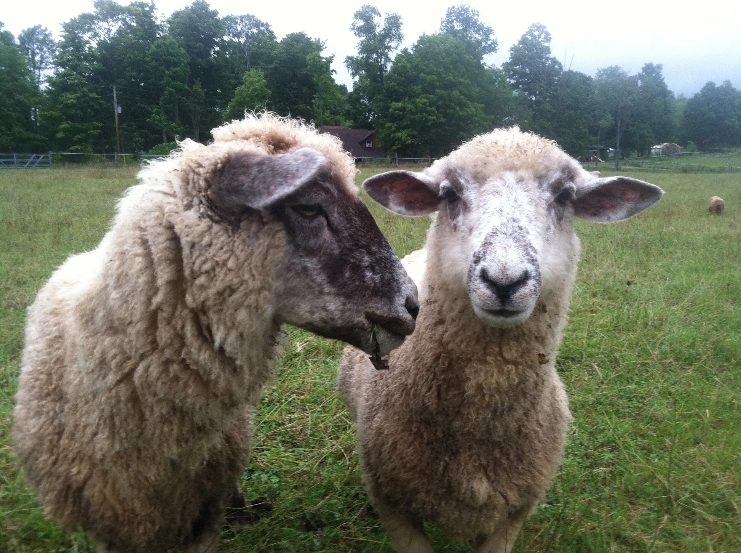 Crossbreed Mill Spun Yarn - Natural Color (NY)